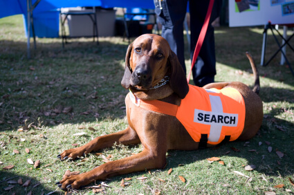 Zen Cart Search Helper